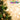 Christmas-Trees